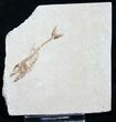 Eurypholis Fossil Fish From Lebanon - Rare #9025-1